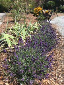 Neighbourhood Garden