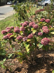 Aug 31 hydrangea