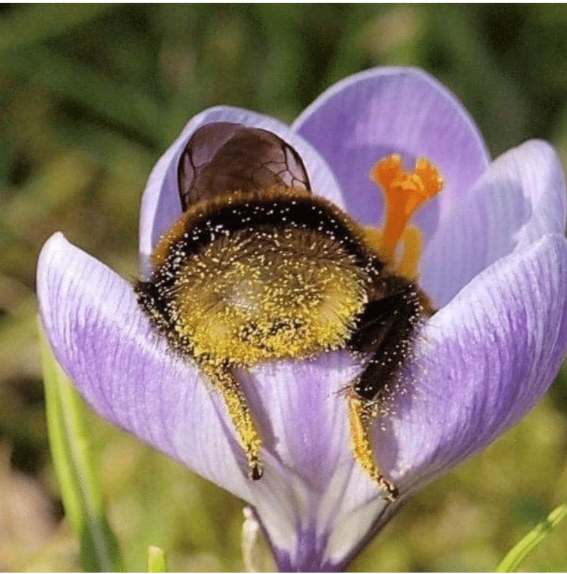 Bee with pollen